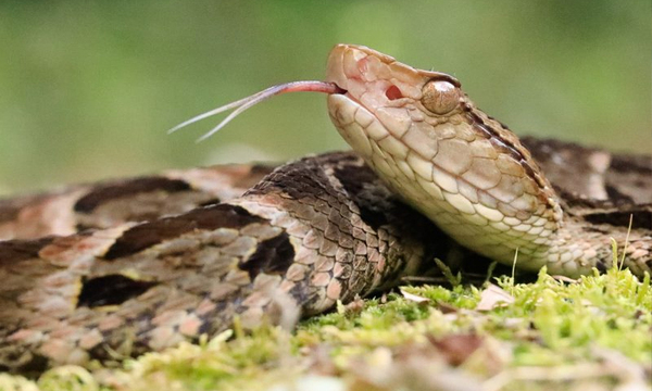 Día Mundial de las Serpientes ¿hay muchas especies en Paraguay? - OviedoPress