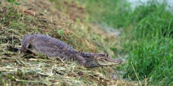Una mujer murió en Florida tras caer a un estanque lleno de caimanes