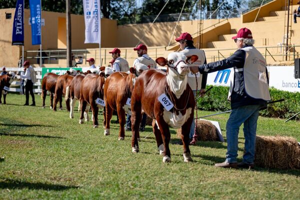 El lunes, remate de Braford a bozal y campo con pre ofertas habilitadas