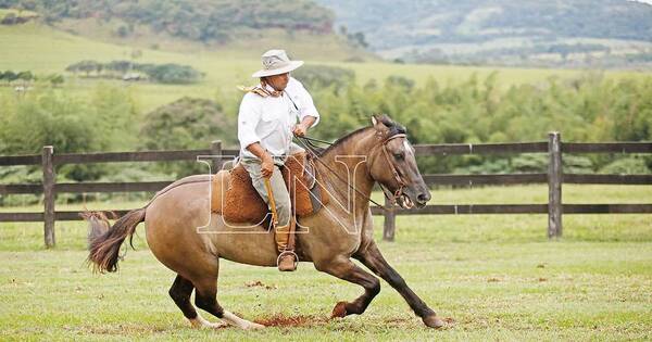 La Nación / Caballos criollos: conjunción de belleza y eficacia en tareas de rodeo