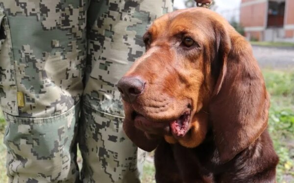 Max, el perro que ayudó a capturar Caro Quintero, el narco más buscado por la DEA - Noticiero Paraguay