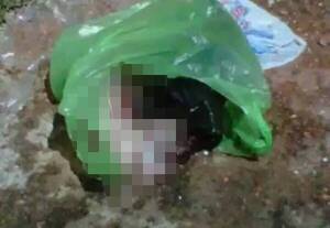 Crónica / Un perro encontró un feto desmembrado en un yuyal de San Antonio