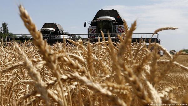 Suba del trigo amenaza industria de la harina, advierten desde la cámara de molineros - ADN Digital