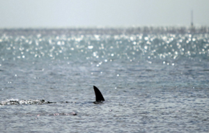 Diario HOY | Una mujer es atacada por un tiburón en las costas de Florida