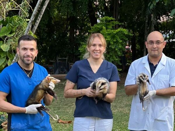 Veterinarios iniciaron la primera investigación científica sobre mykure en nuestro país