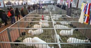 La Nación / Estiman superar los G. 450 millones en segunda feria de ovinos en la Expo 2022