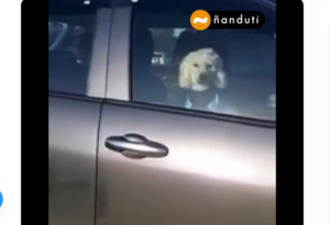 ¡Criminal! Abandonan a perrito en camioneta completamente cerrada