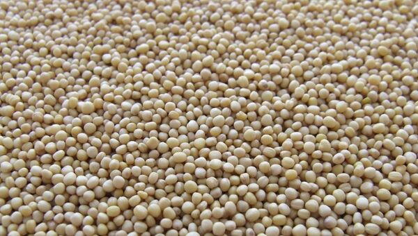 Exportación de soja cayó 54% durante primer semestre (incidió menor producción)