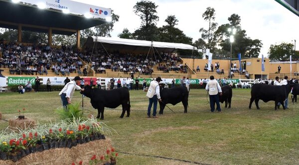 Hubo campeones de alta genética en el cuarto día de jura de animales