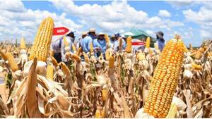 Paraguay exportó 40% menos de maíz al cierre de esta campaña
