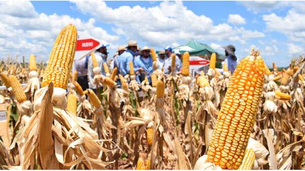 Paraguay exportó 40% menos de maíz al cierre de esta campaña