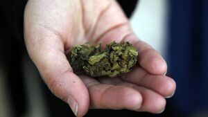 Sin excesos, la marihuana cumple 5 años en las farmacias de Uruguay