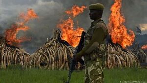 Malasia confisca contenedor de África con 6.000 kg de colmillos de elefante y escamas de pangolín