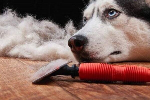 Alopecia congénita en perros - Mascotas - ABC Color