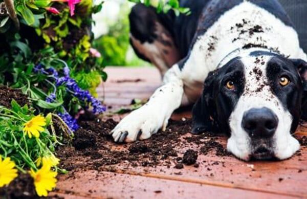 Estos consejos te ayudarán a que tu perro no haga pozos en el jardín