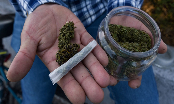 La marihuana cumple 5 años en las farmacias de Uruguay - OviedoPress
