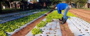Producción frutihortícola genera importante ingreso a familia de agricultores de Santani - Nacionales - ABC Color
