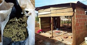 Incautan marihuana picada en una precaria vivienda de la fracción 30 de enero - Radio Imperio