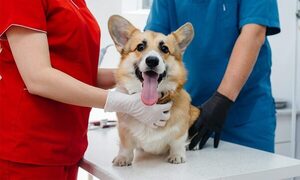 Consejo de Bienestar Animal anuncia su primera campaña de esterilización barrial 2022