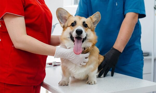 Consejo de Bienestar Animal anuncia su primera campaña de esterilización barrial 2022