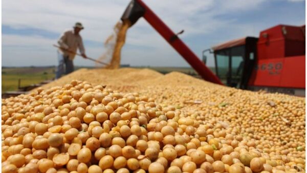 Crisis en Argentina no afectaría exportaciones de soja paraguaya | Exportaciones | 5Días