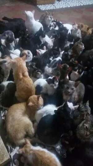 Más de 100 gatos en un refugio necesitan comida - Nacionales - ABC Color