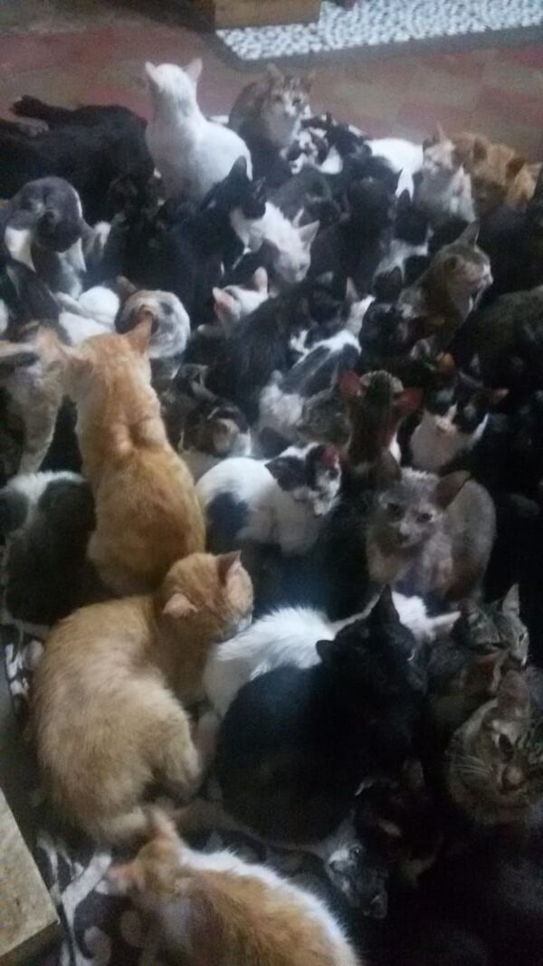 Más de 100 gatos en un refugio necesitan comida - Nacionales - ABC Color