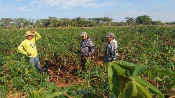 Aumentan robos de mandioca y batata en Santa Ana