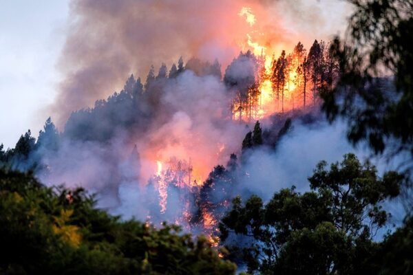 Ola de calor desata devastadores incendios forestales en Europa - ADN Digital