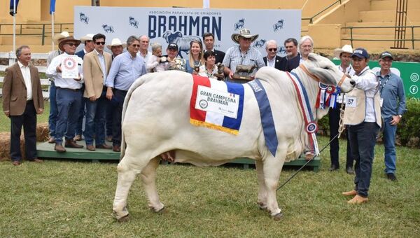 Genética Brahman acaparó la atención extranjera en la Expo 2022 (y nueva raza Belmont Red fue presentada)