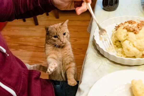 Alimentación para gatos, ¿qué pueden pueden comer y qué no? - Mascotas - ABC Color