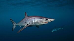 Sobrepesca y contaminación ponen en peligro al tiburón marrajo