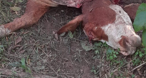 Se reporta un nuevo caso de abigeato en San José de los Arroyos - Noticiero Paraguay