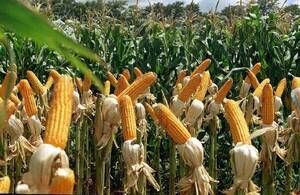 Informe de EEUU estima mayor producción de maíz en Paraguay