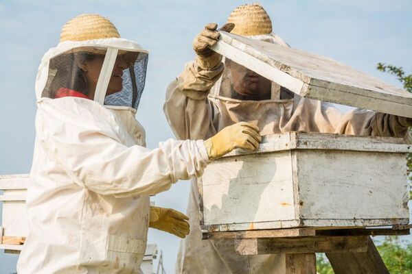 Técnicos en miel de Argentina, Uruguay y Paraguay compartirán experiencias en Asunción  - Nacionales - ABC Color