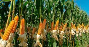 La Nación / Paraguay exportó -40% de maíz al cierre de la zafra