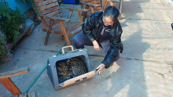 Atrapan a yaguareté que rondaba gallinero