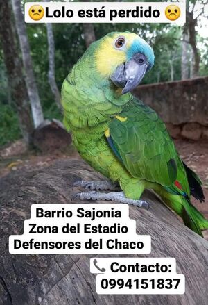 Lolo - Encontrá a tu mascota - ABC Color