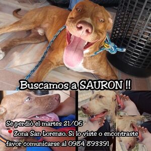 Sauron - Encontrá a tu mascota - ABC Color