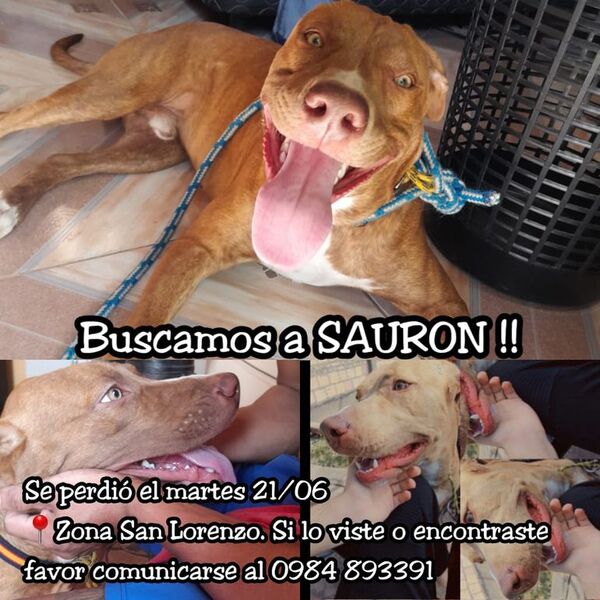 Sauron - Encontrá a tu mascota - ABC Color