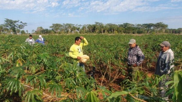 Productores están hartos del robo de mandioca y batata: "Ya no sabemos qué hacer"