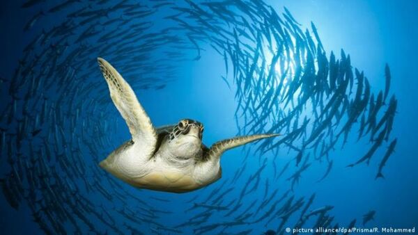 Pescador apuñala a decenas de tortugas marinas protegidas en Japón