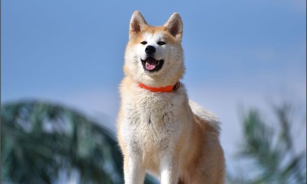 Cuidados del pelaje y la piel de la raza Akita Inu | Telefuturo