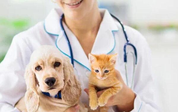 Mascotas recibirán atención médica gratuita en Coronel Oviedo – Prensa 5