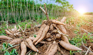 Productores de mandioca y batata están hartos de los robos de las cosechas - OviedoPress