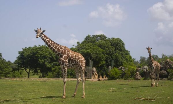 Nacen jirafas gemelas en Kenia - Ciencia - ABC Color
