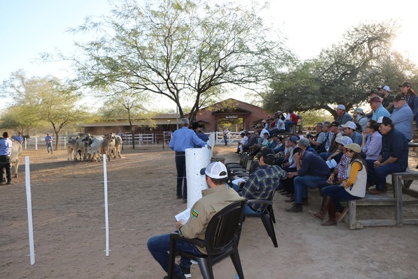 Participantes del Congreso Mundial de la raza Brahman visitaron la chacra experimental de la Cooperativa Fernheim