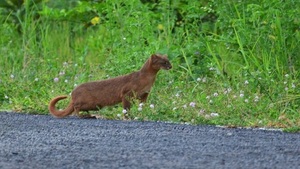 Parque Guasú ya es área silvestre protegida | Noticias Paraguay