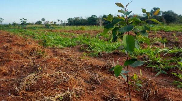 Autoridades de PROEZA visitarán plantaciones de familias campesinas e indígenas