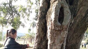 Últimos días para inscribir árboles al concurso Colosos de la Tierra